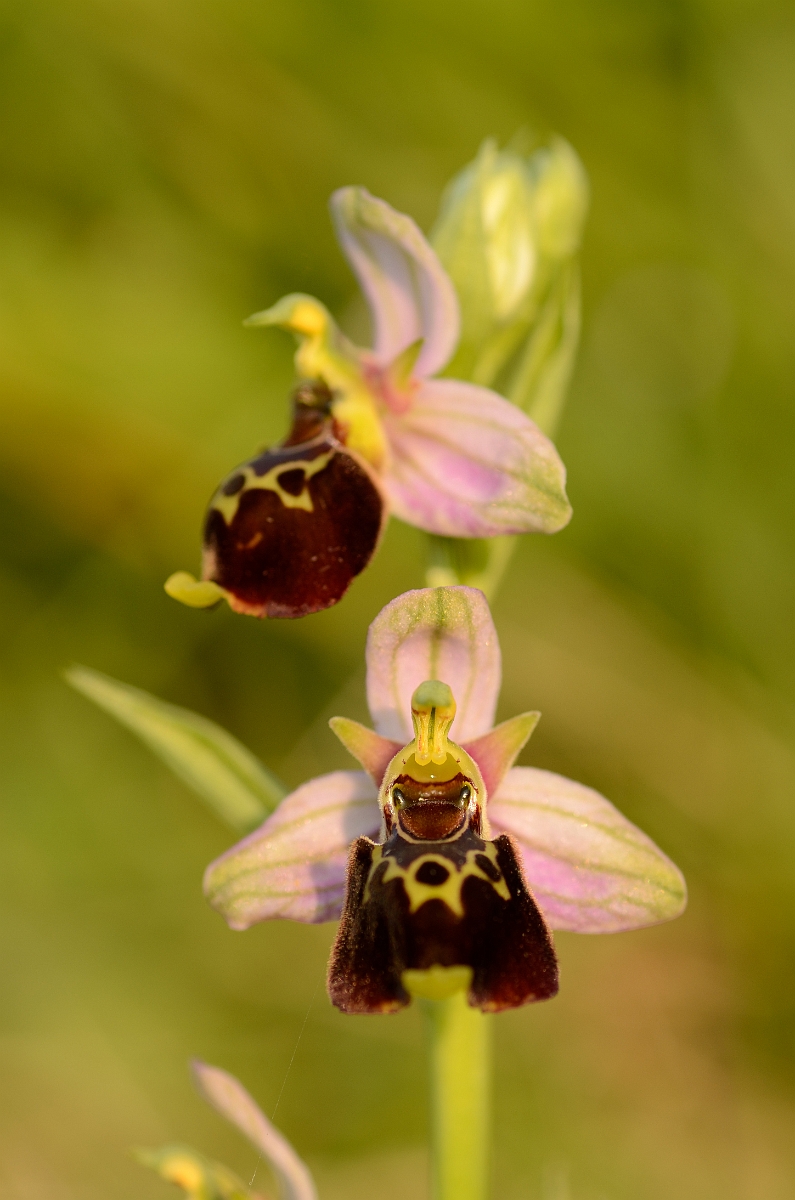 David Plant Photography - Wildlife Photography - Late spider orchid - E.jpg - Late spider orchid flower spike - Kent