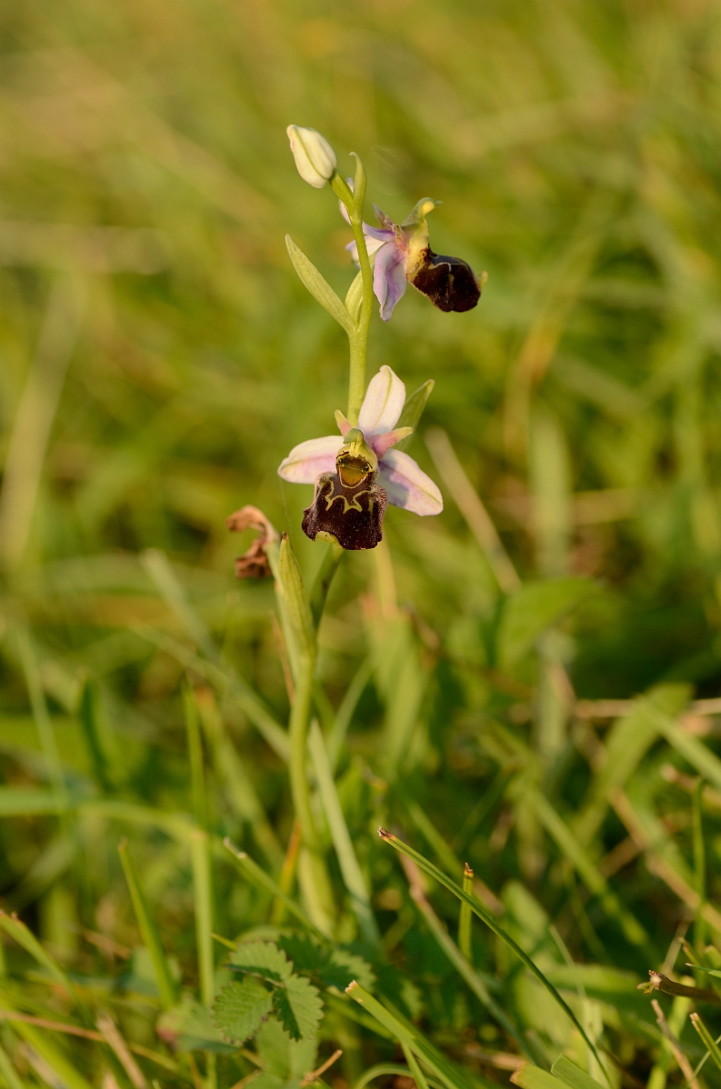 David Plant Photography - Wildlife Photography - Late spider orchid - F.jpg - Late spider orchid plant - Kent
