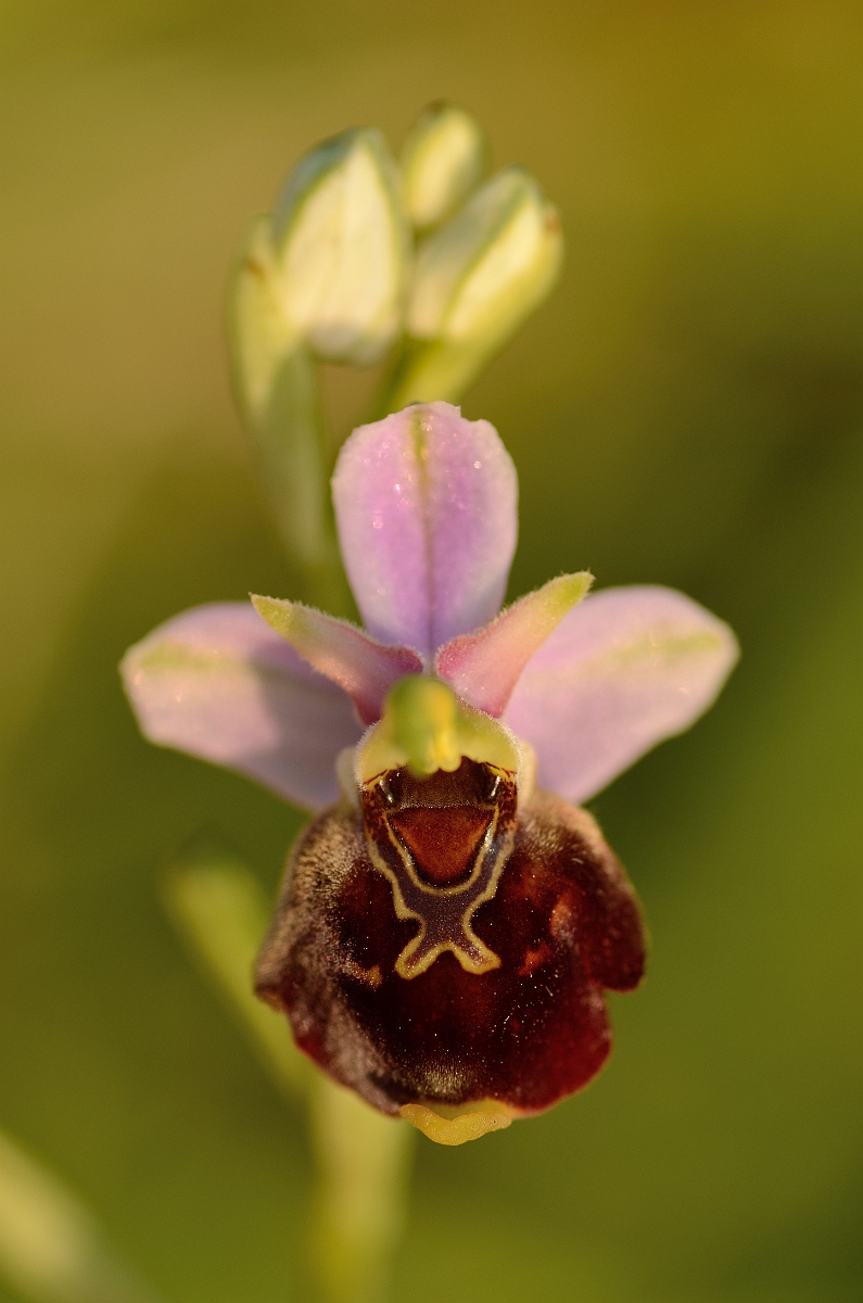 David Plant Photography - Wildlife Photography - Late spider orchid - G.jpg - Late spider orchid flower - Kent
