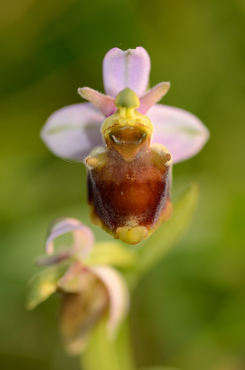 David Plant Photography - Wildlife Photography - Late spider orchid - H.jpg - Late spider orchid flower without markings - Kent