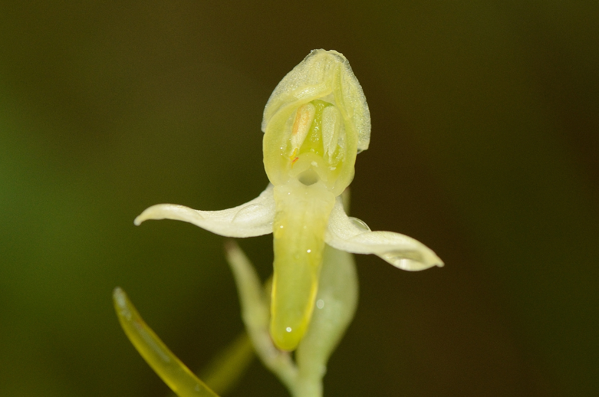 David Plant Photography - Wildlife Photography - Lesser butterfly orchid - A.jpg - Lesser butterfly orchid flower - Oxfordshire