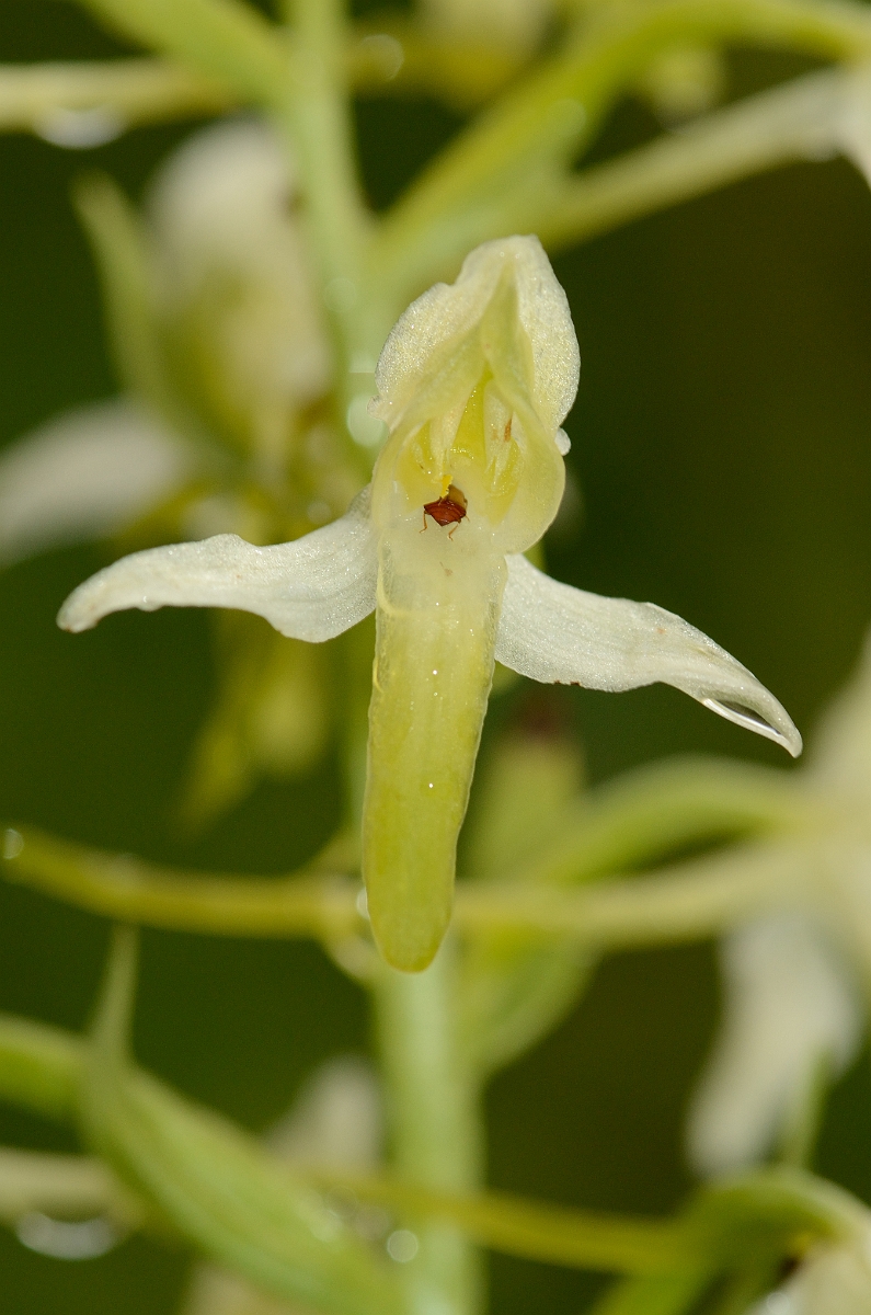 David Plant Photography - Wildlife Photography - Lesser butterfly orchid - B.jpg - Lesser butterfly orchid flower - Oxfordshire