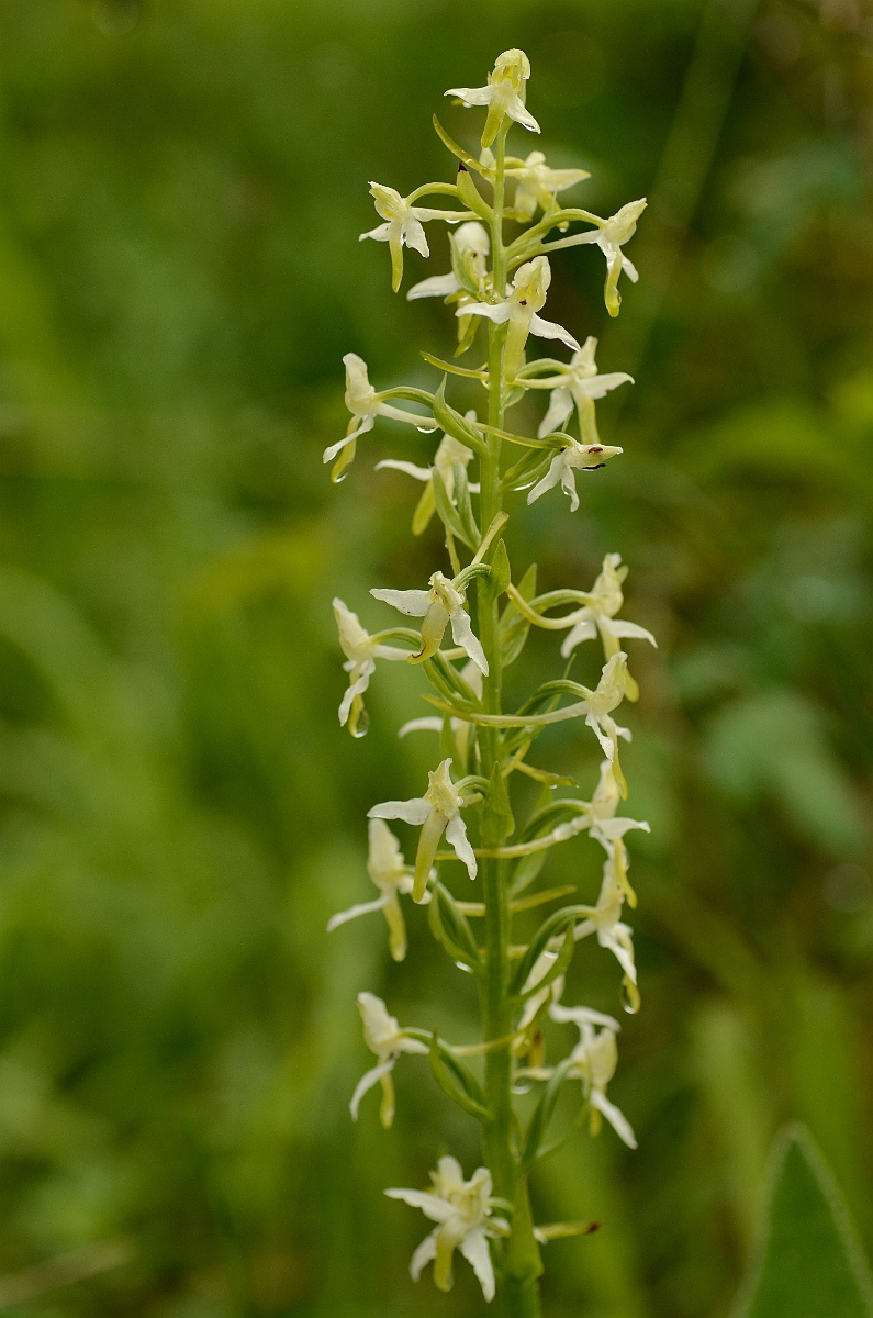 David Plant Photography - Wildlife Photography - Lesser butterfly orchid - C.jpg - Lesser butterfly orchid spike - Oxfordshire