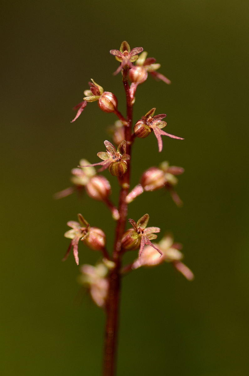 David Plant Photography - Wildlife Photography - Lesser twayblade - B.jpg - Lesser twayblade - Highlands
