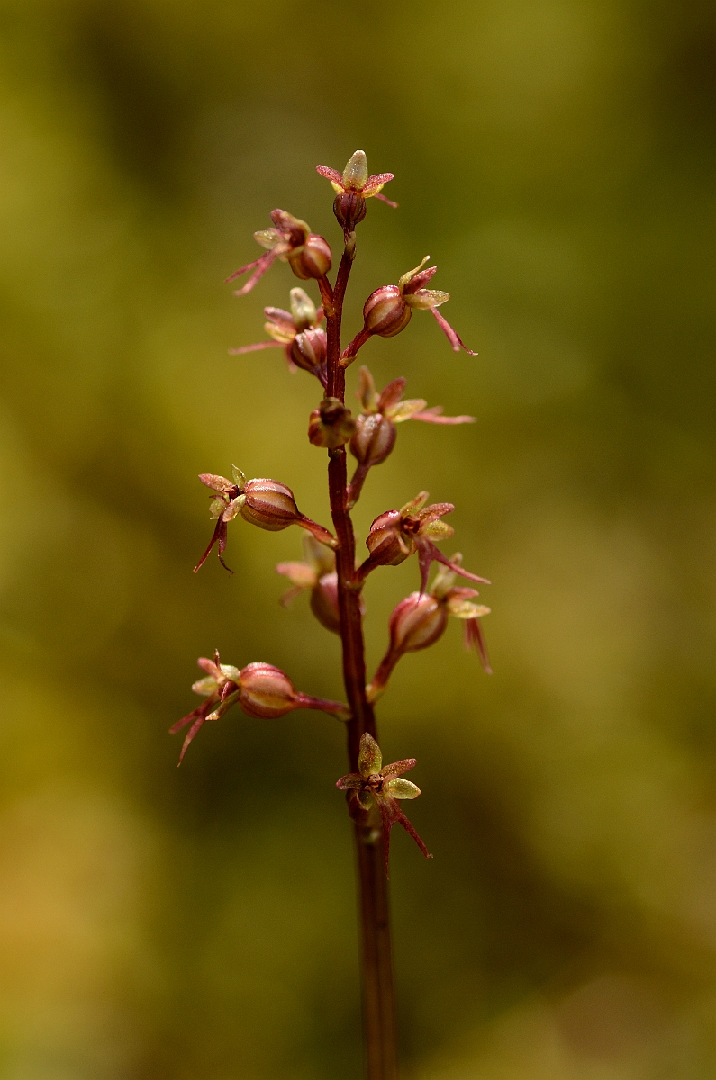 David Plant Photography - Wildlife Photography - Lesser twayblade - C.jpg - Lesser twayblade spike - Highlands