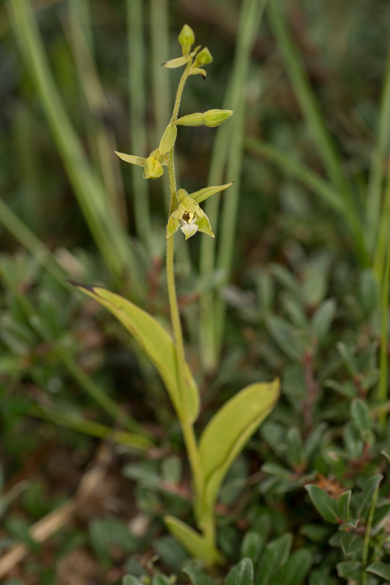 David Plant Photography - Wildlife Photography - Lindisfarne helleborine - A.jpg - Lindisfarne helleborine - Northumberland
