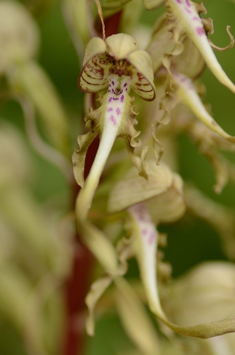 David Plant Photography - Wildlife Photography - Lizard orchid - C.jpg - Lizard orchid flower - South Gloucestershire