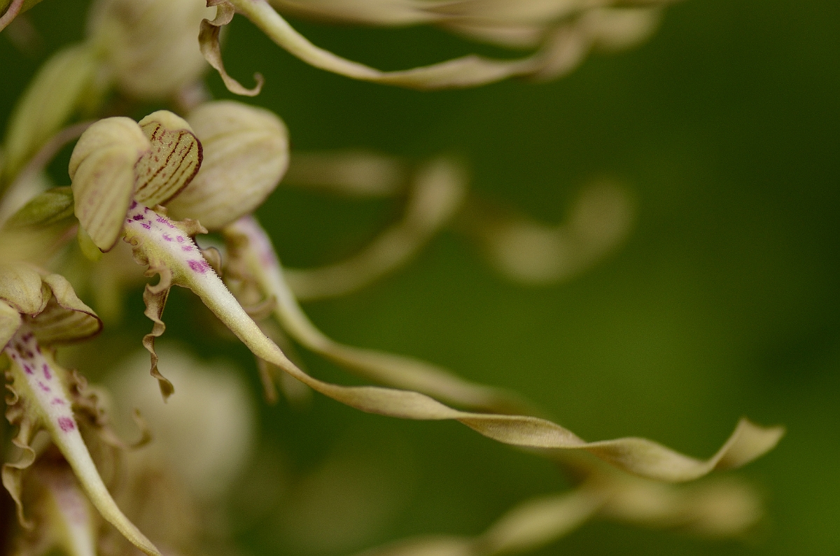 David Plant Photography - Wildlife Photography - Lizard orchid - D.jpg - Lizard orchid flower - South Gloucestershire