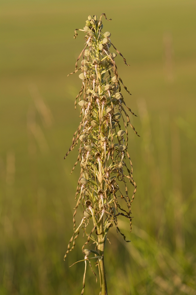 David Plant Photography - Wildlife Photography - Lizard orchid - H.jpg - Lizard orchid - Cambridgeshire