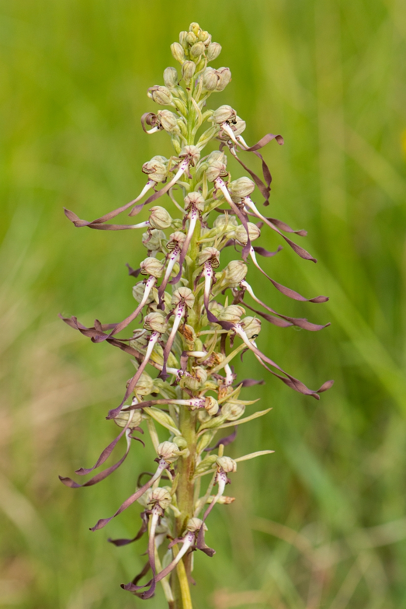 David Plant Photography - Wildlife Photography - Lizard orchid - I.jpg - Lizard orchid panicle - Cambridgeshire