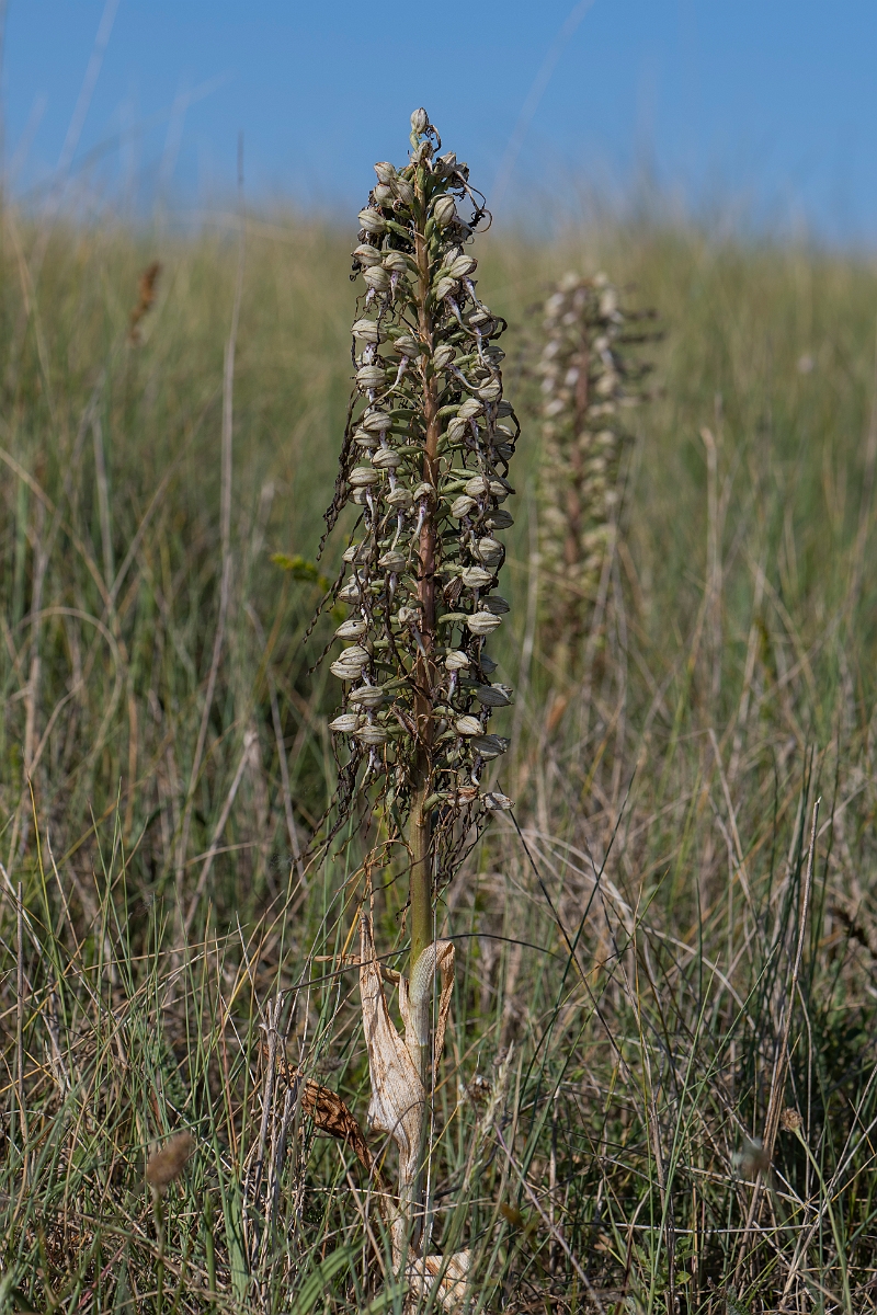 David Plant Photography - Wildlife Photography - Lizard orchid - K.JPG - Lizard orchid - Kent