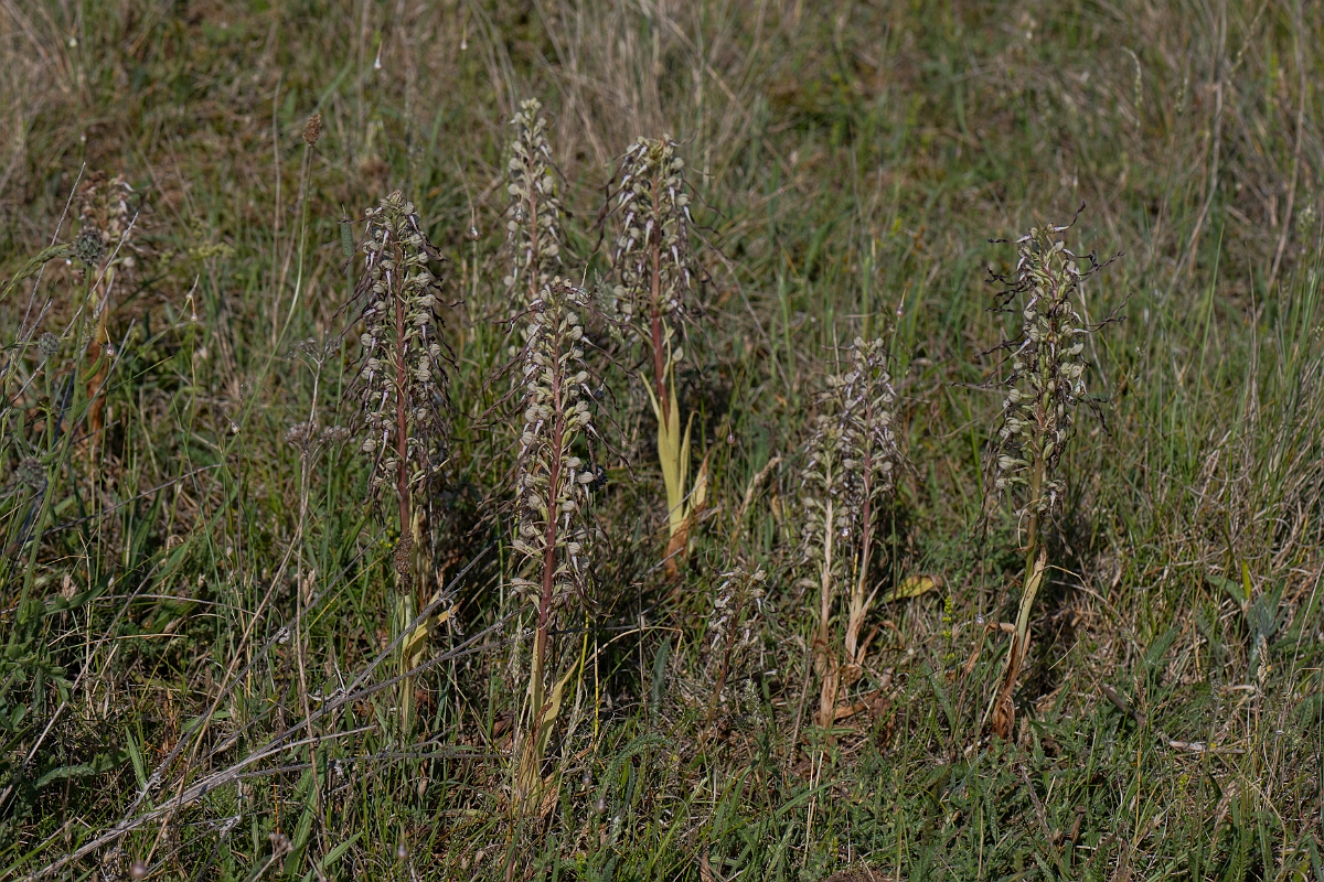 David Plant Photography - Wildlife Photography - Lizard orchid - M.JPG - Lizard orchid - Kent