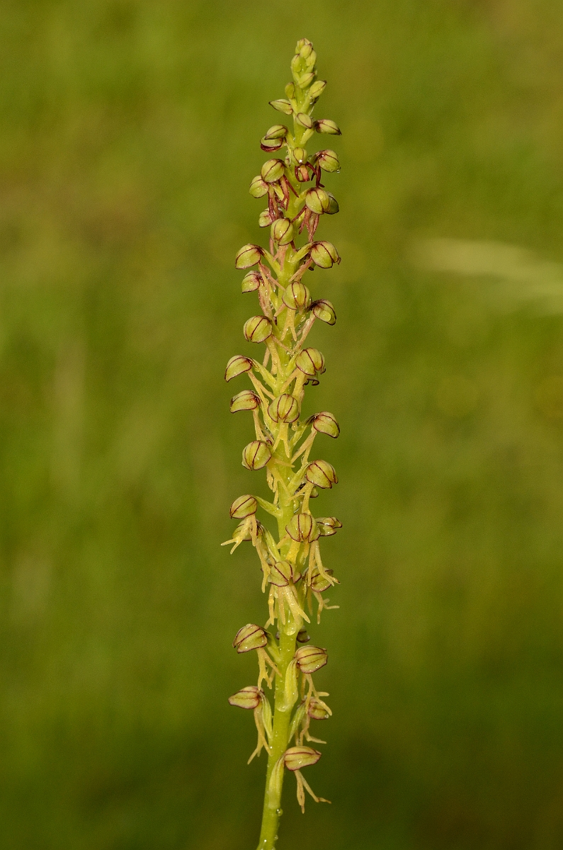 David Plant Photography - Wildlife Photography - Man orchid - B.jpg - Man orchid spike - Cambridgeshire