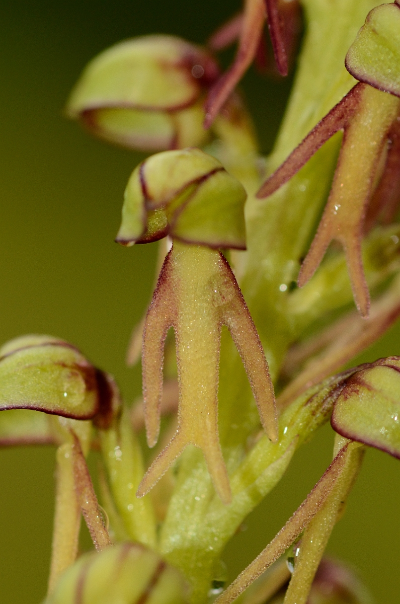 David Plant Photography - Wildlife Photography - Man orchid - D.jpg - Man orchid flower - Cambridgeshire