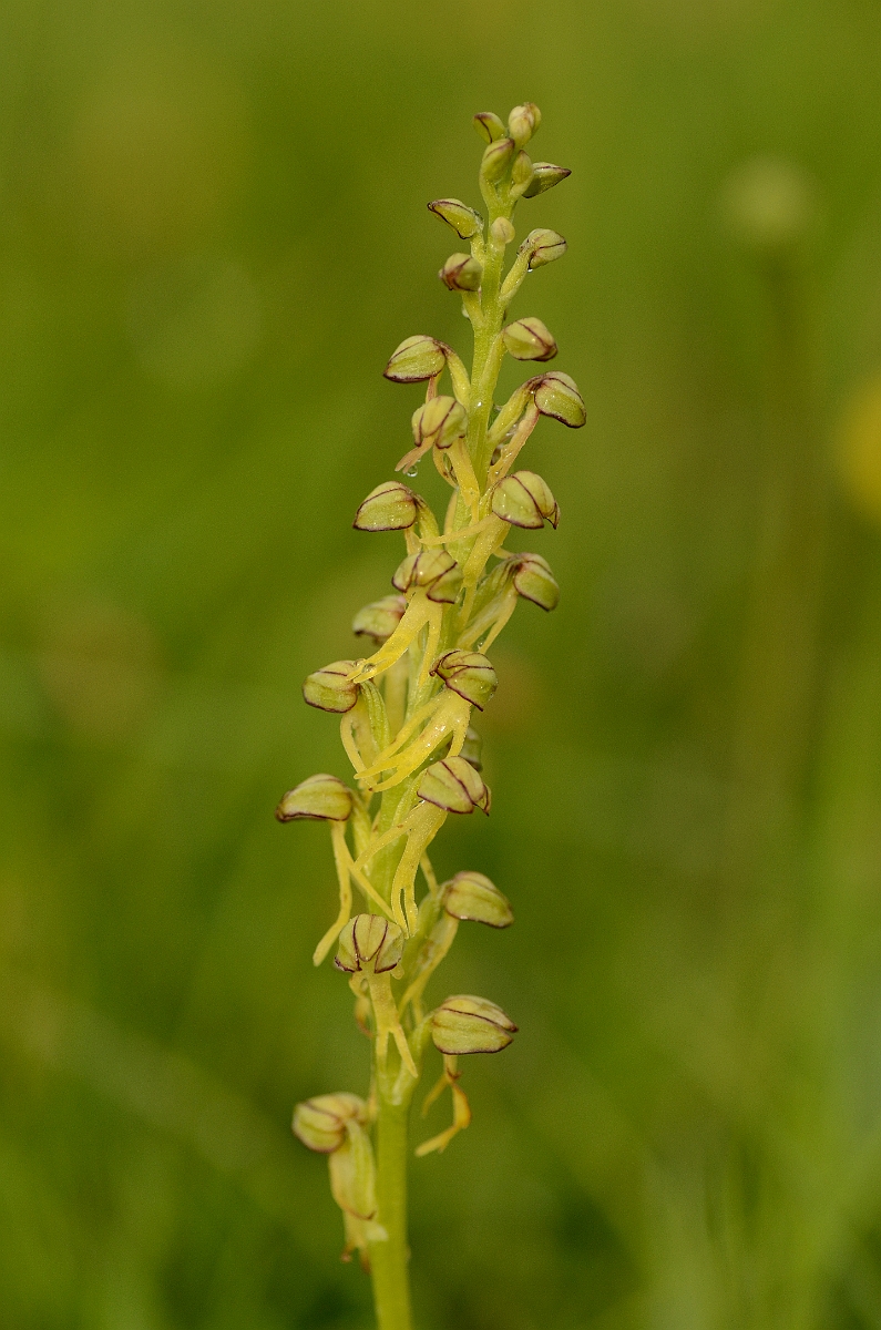 David Plant Photography - Wildlife Photography - Man orchid - E.jpg - Man orchid spike - Cambridgeshire