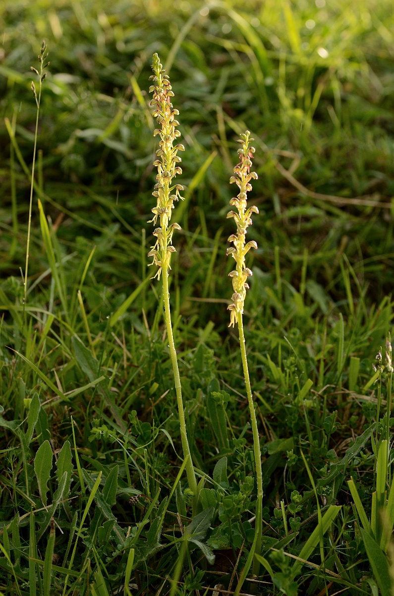 David Plant Photography - Wildlife Photography - Man orchid - H.jpg - Man orchid plants - Cambridgeshire