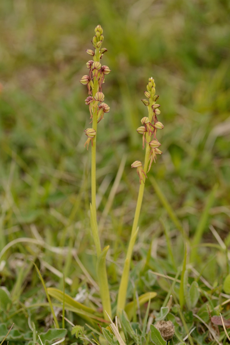 David Plant Photography - Wildlife Photography - Man orchid - K.jpg - Man orchid plants - Cambridgeshire