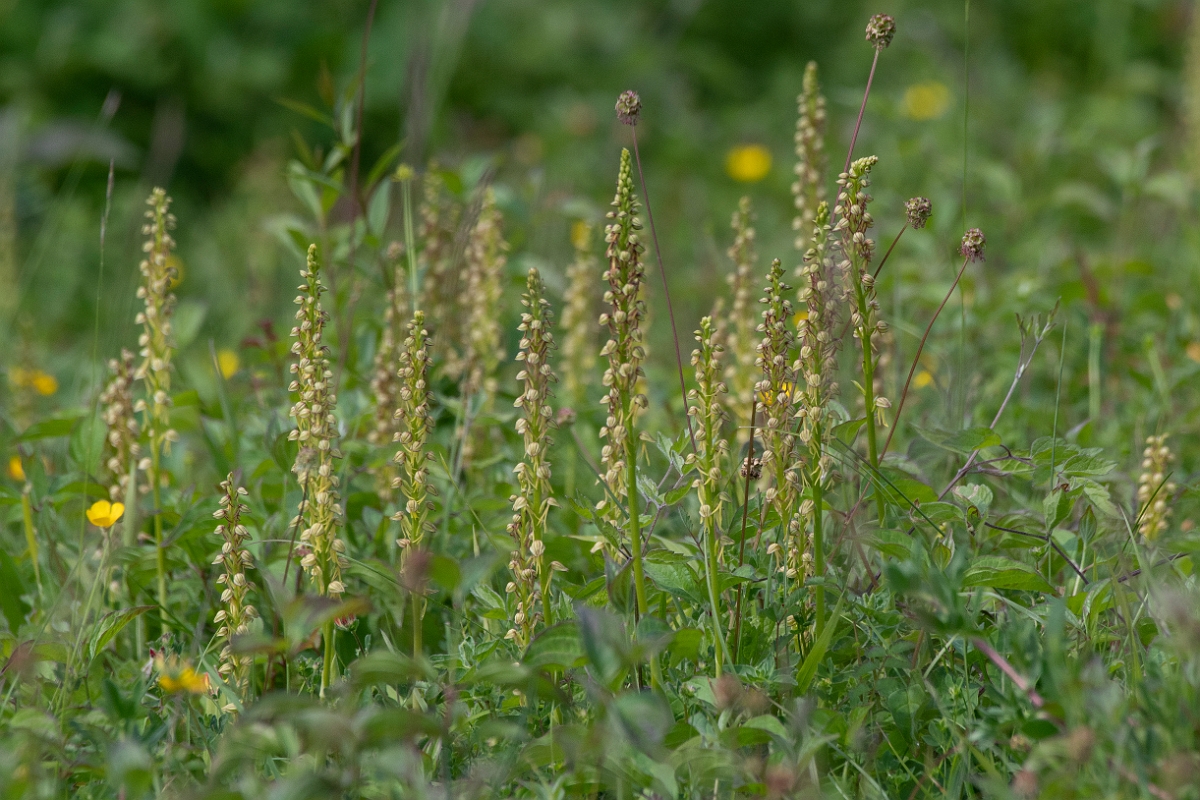 David Plant Photography - Wildlife Photography - Man orchid - M.jpg - Man orchid plants - Kent