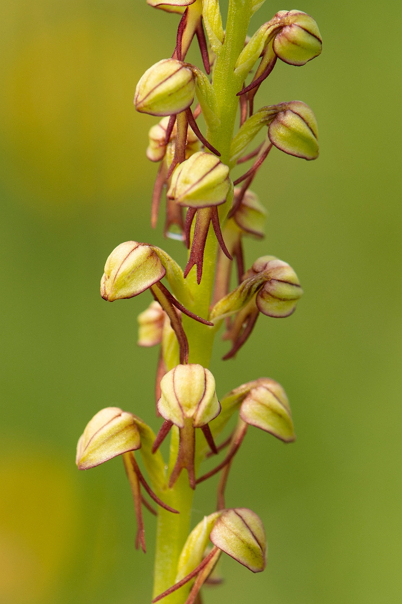 David Plant Photography - Wildlife Photography - Man orchid - O.jpg - Man orchid flowers - Kent