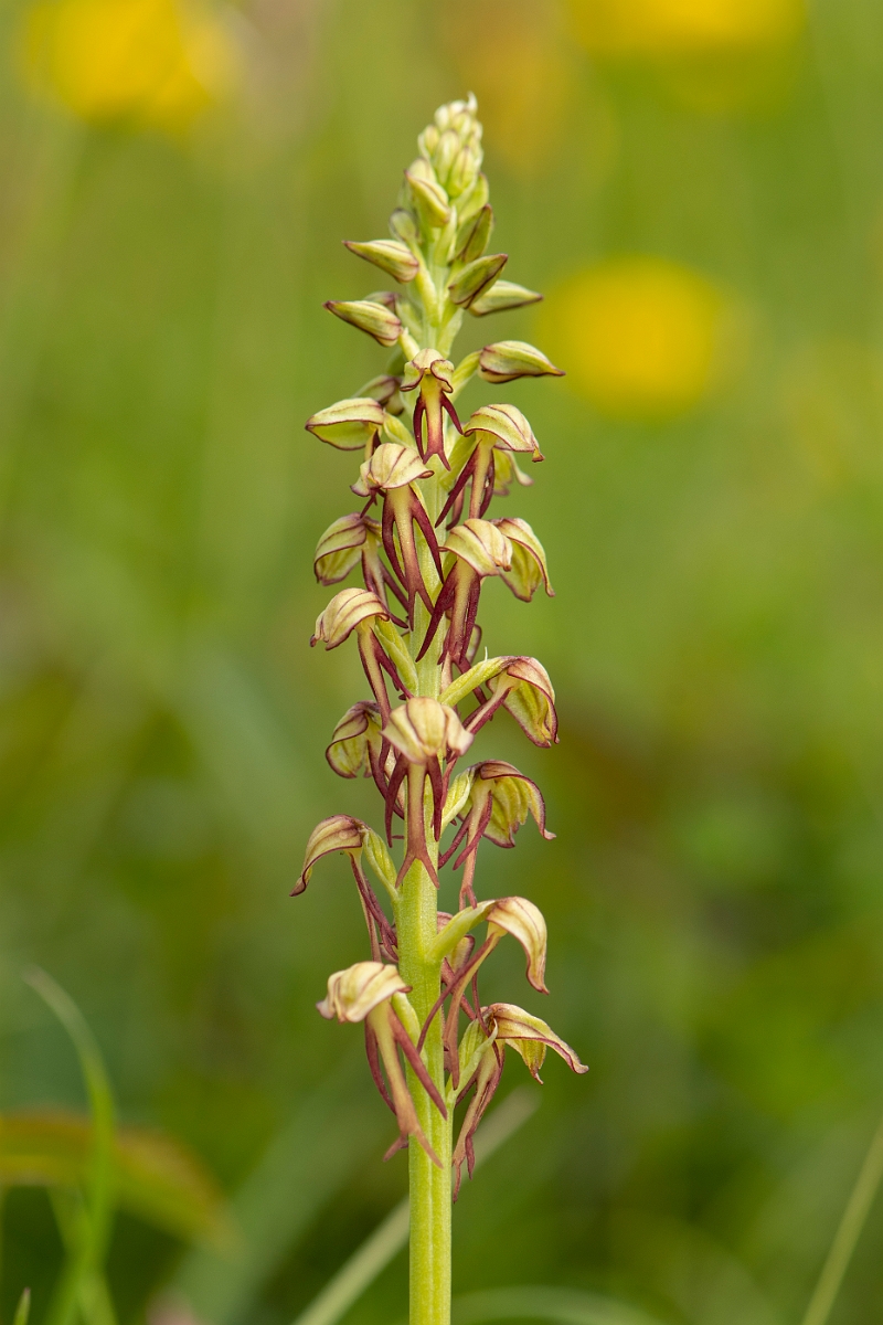 David Plant Photography - Wildlife Photography - Man orchid - P.jpg - Man orchid panicle - Kent