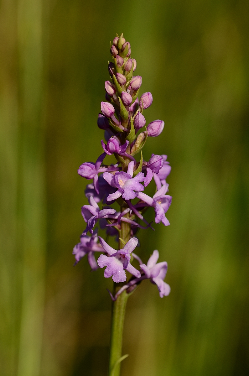 David Plant Photography - Wildlife Photography - Marsh fragrant orchid - D.jpg - Marsh fragrant orchid flower spike - Norfolk