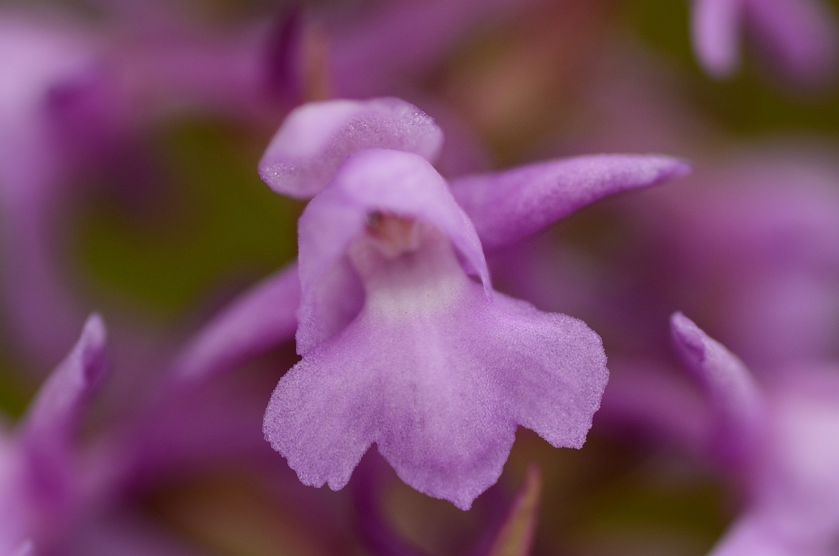 David Plant Photography - Wildlife Photography - Marsh fragrant orchid - F.jpg - Marsh fragrant orchid flower - Rhondda Cynon Taff