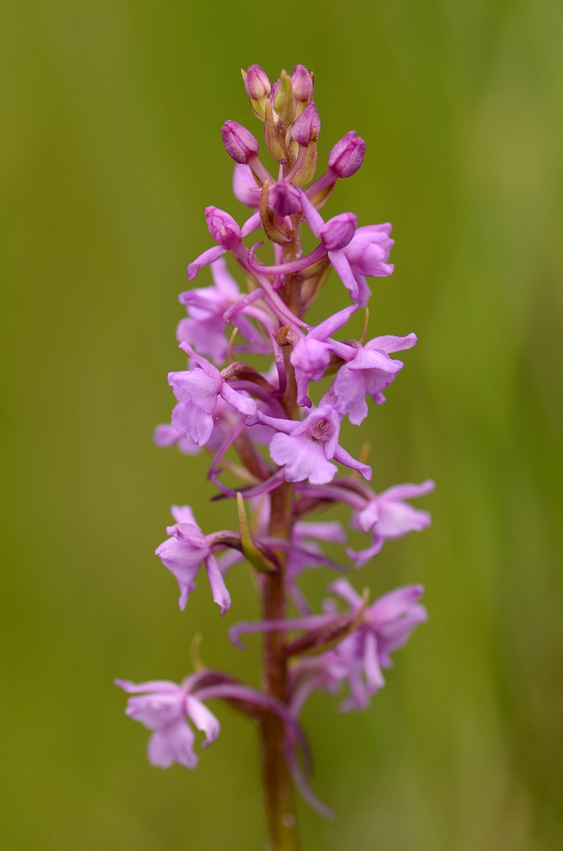 David Plant Photography - Wildlife Photography - Marsh fragrant orchid - G.jpg - Marsh fragrant orchid spike - Rhondda Cynon Taff
