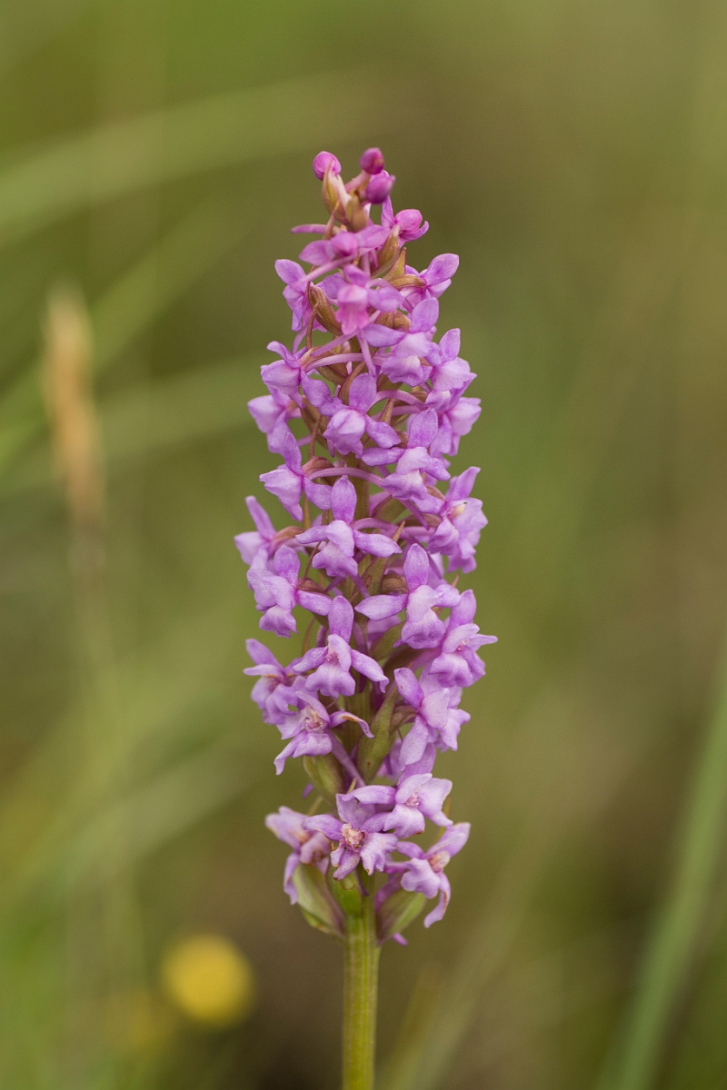 David Plant Photography - Wildlife Photography - Marsh fragrant orchid - H.jpg - Marsh fragrant orchid - Perthshire