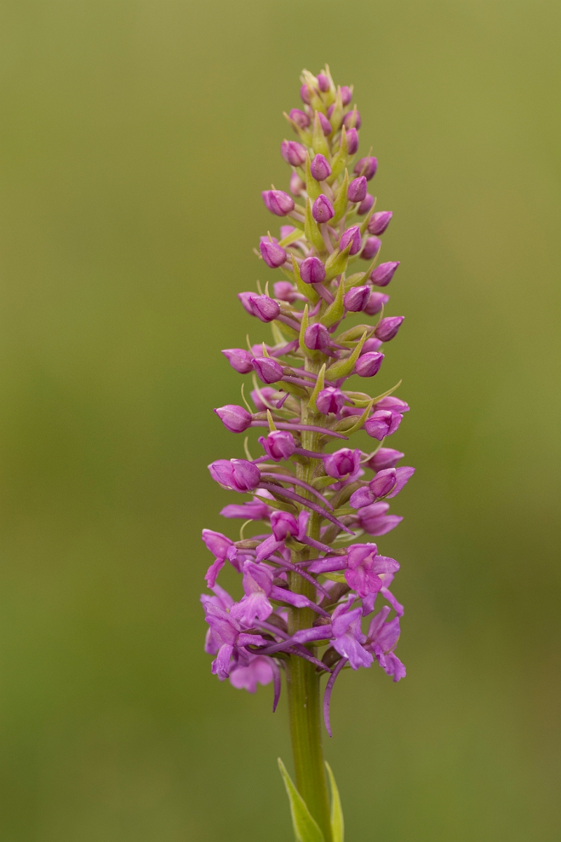 David Plant Photography - Wildlife Photography - Marsh fragrant orchid - I.jpg - Marsh fragrant orchid - Perthshire