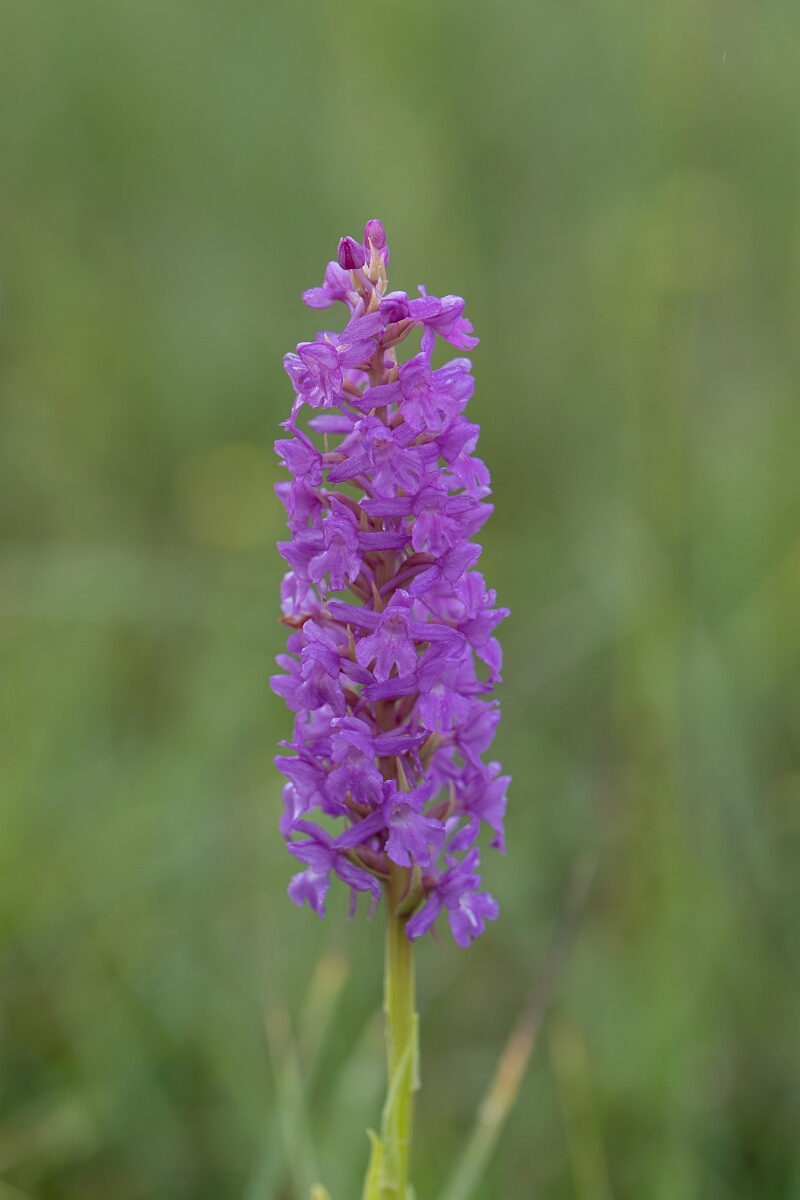 David Plant Photography - Wildlife Photography - Marsh fragrant orchid - K.jpg - Marsh fragrant orchid flower spike - Perthshire
