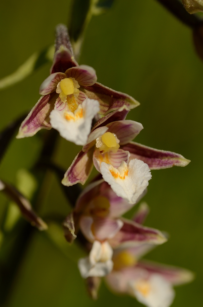 David Plant Photography - Wildlife Photography - Marsh helleborine - C.jpg - Marsh helleborine flowers - Norfolk