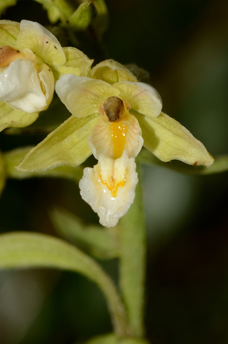 David Plant Photography - Wildlife Photography - Marsh helleborine - D.jpg - Marsh helleborine pale form - Bridgend