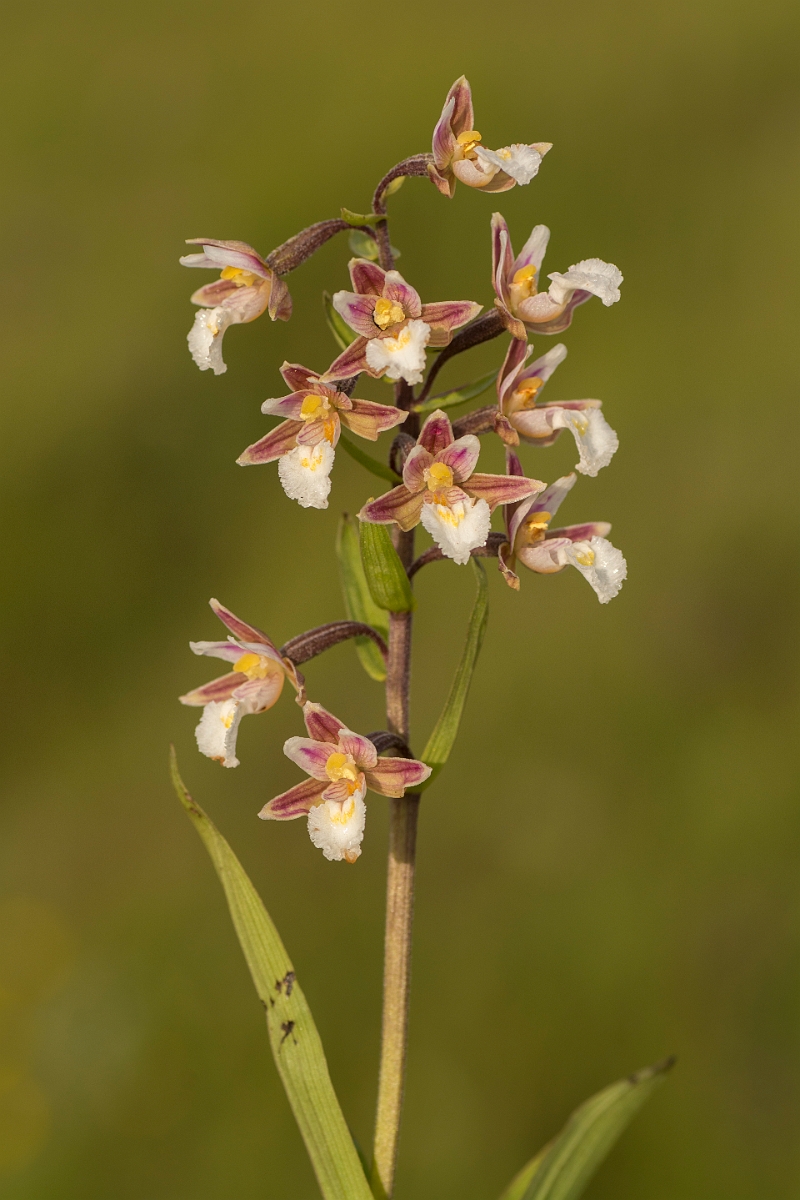 David Plant Photography - Wildlife Photography - Marsh helleborine - E.jpg - Marsh helleborine - Northumberland