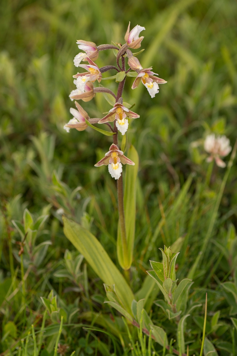 David Plant Photography - Wildlife Photography - Marsh helleborine - H.jpg - Marsh helleborine - Northumberland