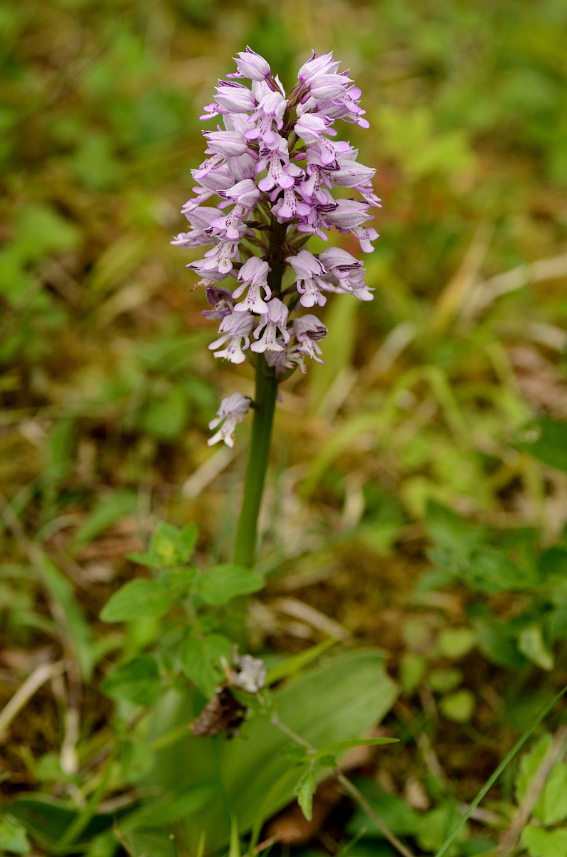 David Plant Photography - Wildlife Photography - Military orchid - E.jpg - Military orchid plant - Buckinghamshire