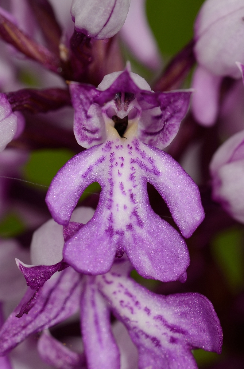 David Plant Photography - Wildlife Photography - Military orchid - H.jpg - Military orchid flower - Buckinghamshire