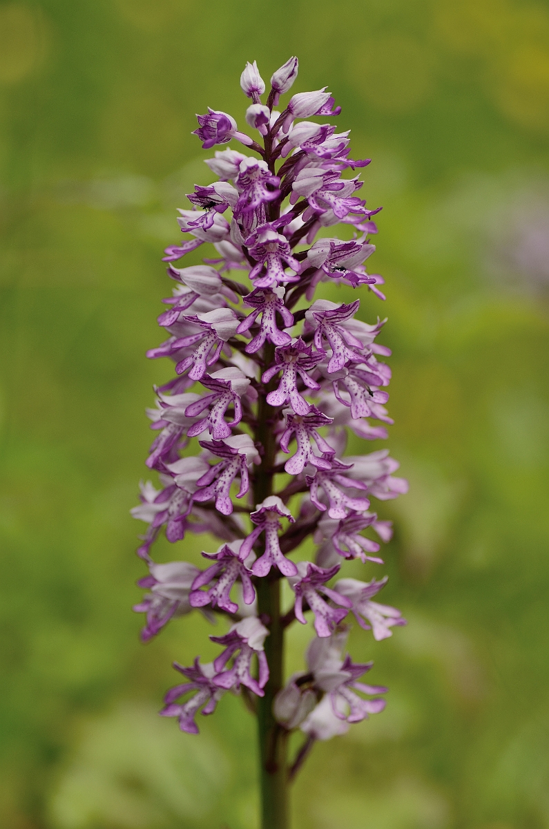David Plant Photography - Wildlife Photography - Military orchid - I.jpg - Military orchid large spike - Buckinghamshire