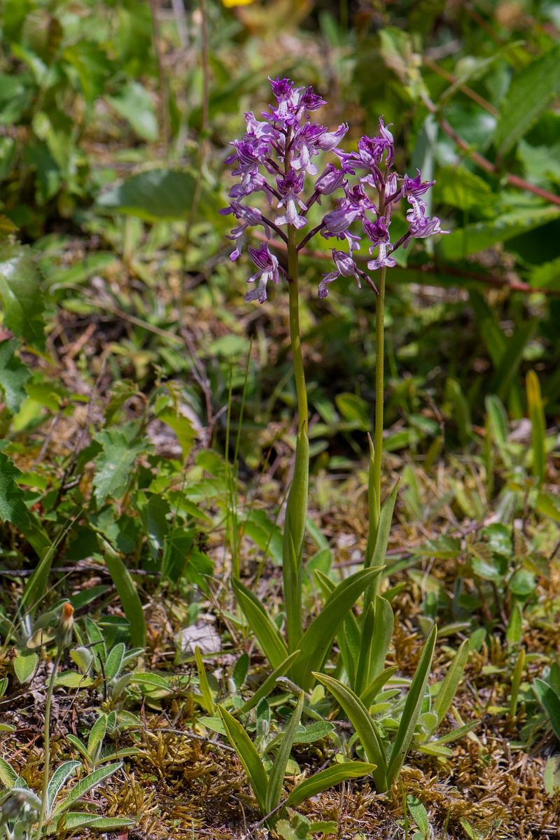 David Plant Photography - Wildlife Photography - Military orchid - J.JPG - Military orchid - Suffolk