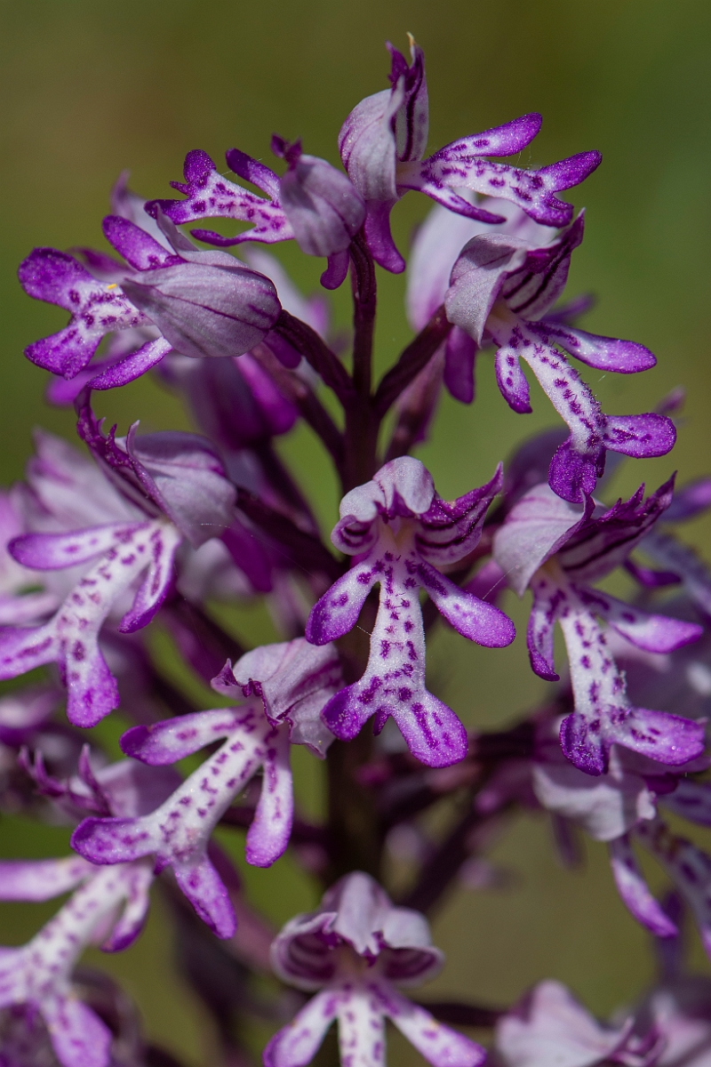 David Plant Photography - Wildlife Photography - Military orchid - K.JPG - Military orchid - Suffolk