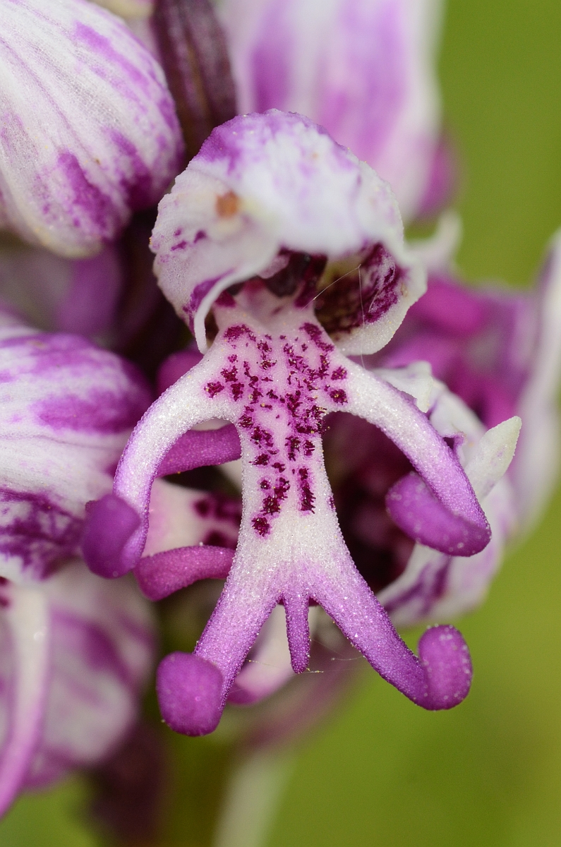 David Plant Photography - Wildlife Photography - Monkey orchid - E.jpg - Monkey orchid flower - Kent