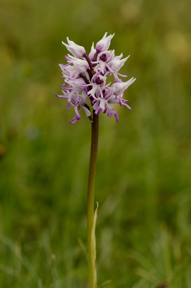 David Plant Photography - Wildlife Photography - Monkey orchid - G.jpg - Monkey orchid - Oxfordshire