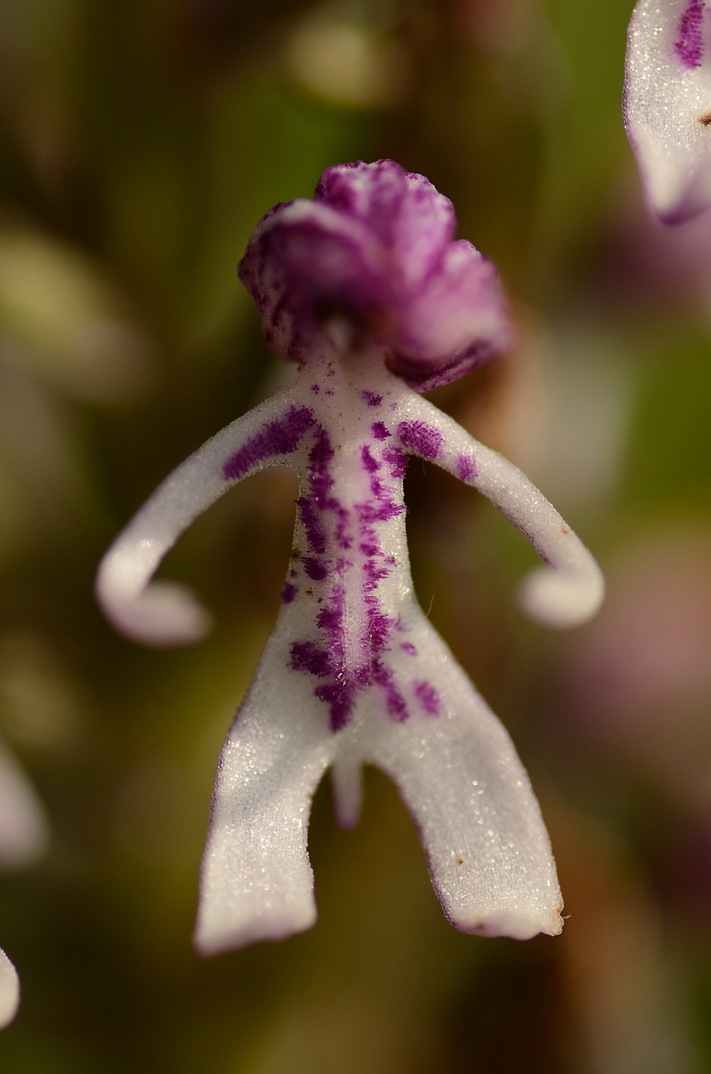 David Plant Photography - Wildlife Photography - Monkey orchid hybrid - A.jpg - Monkey orchid x lady orchid hybrid flower - Oxfordshire