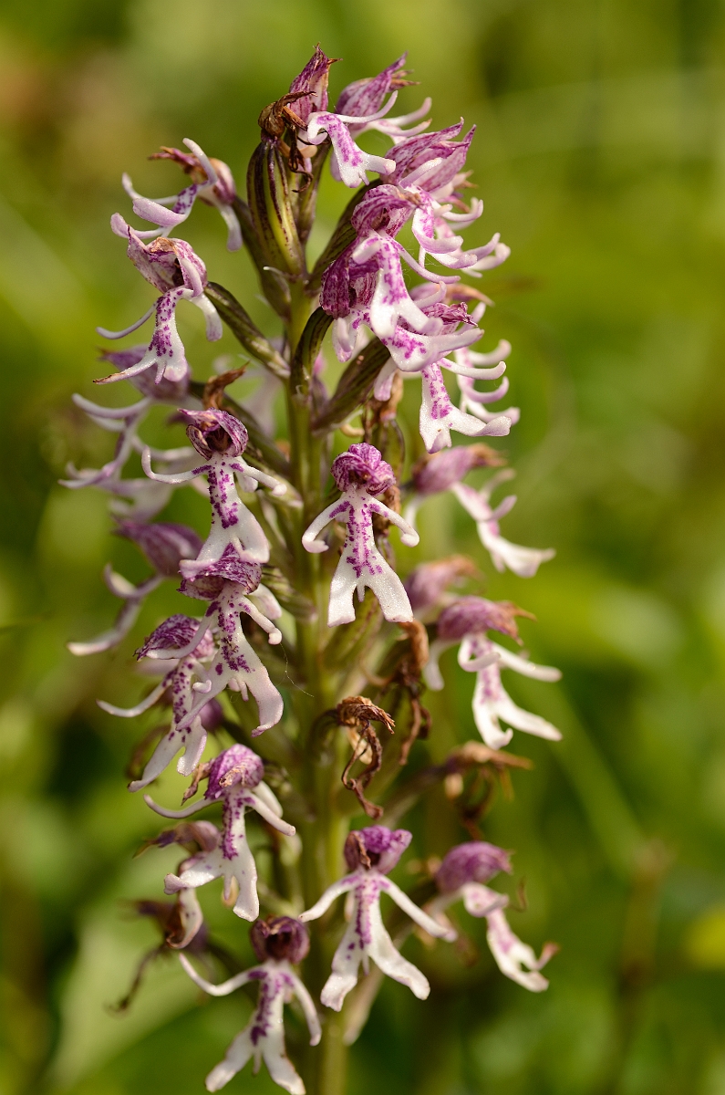 David Plant Photography - Wildlife Photography - Monkey orchid hybrid - B.jpg - Monkey orchid x lady orchid hybrid flowering spike - Oxfordshire
