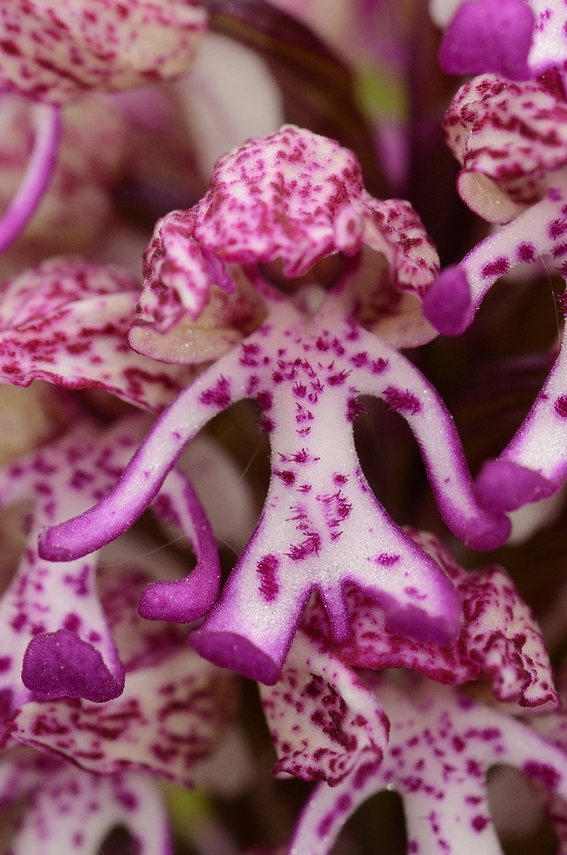 David Plant Photography - Wildlife Photography - Monkey orchid hybrid - C.jpg - Monkey orchid x lady orchid hybrid flower - Oxfordshire