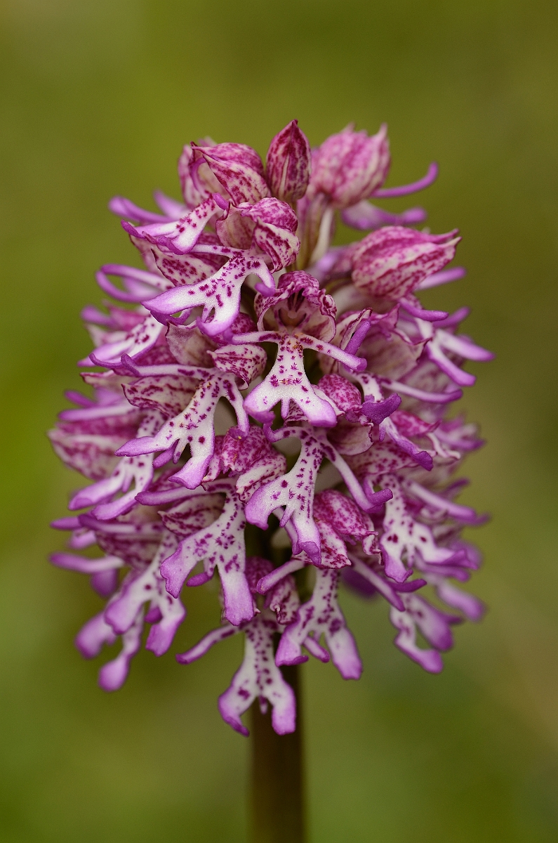 David Plant Photography - Wildlife Photography - Monkey orchid hybrid - D.jpg - Monkey orchid x lady orchid hybrid flowering spike - Oxfordshire