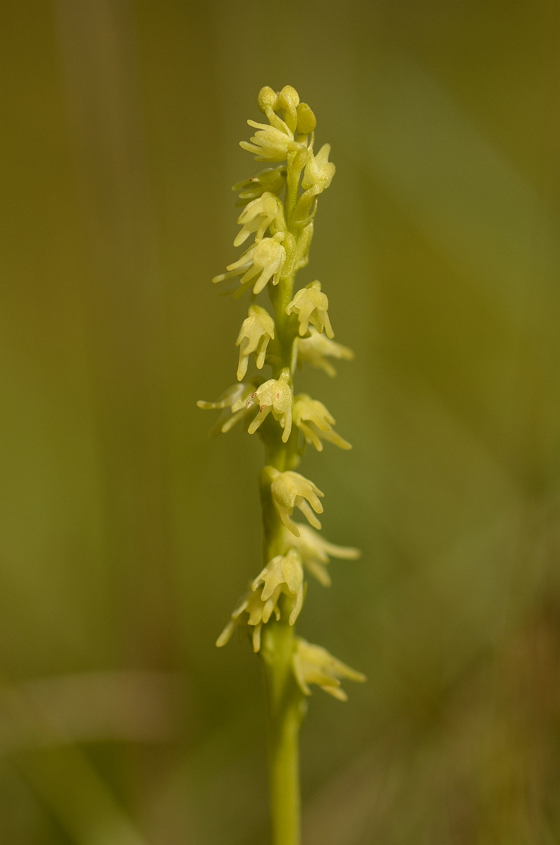 David Plant Photography - Wildlife Photography - Musk orchid - A.jpg - Musk orchid flower spike - Gloucestershire