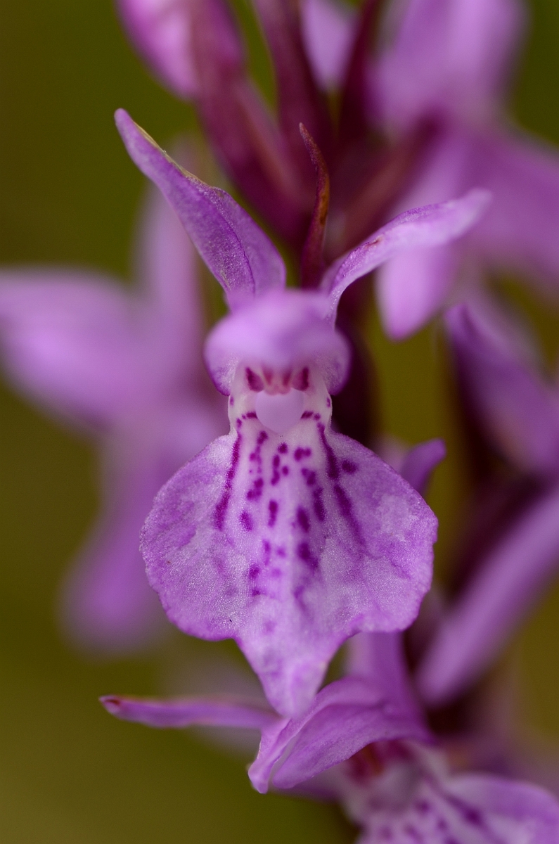 David Plant Photography - Wildlife Photography - Narrow-leaved marsh orchid - C.jpg - Narrow-leaved marsh orchid flower - Norfolk