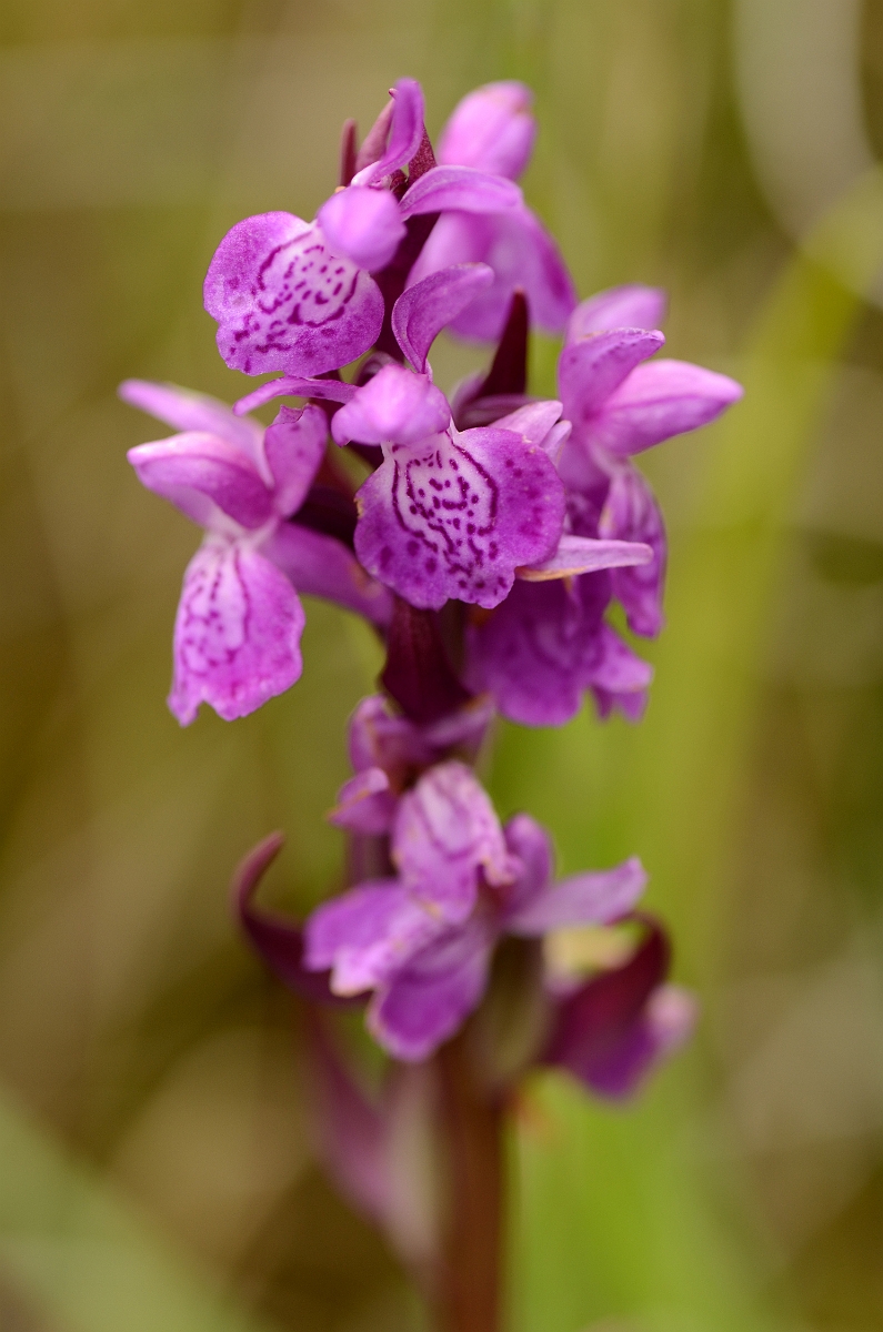 David Plant Photography - Wildlife Photography - Narrow-leaved marsh orchid - D.jpg - Narrow-leaved marsh orchid flower spike - Norfolk