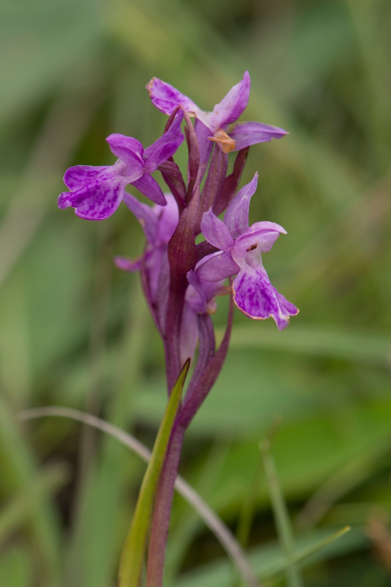 David Plant Photography - Wildlife Photography - Narrow-leaved marsh orchid - E.jpg - Narrow-leaved marsh-orchid - Anglesey