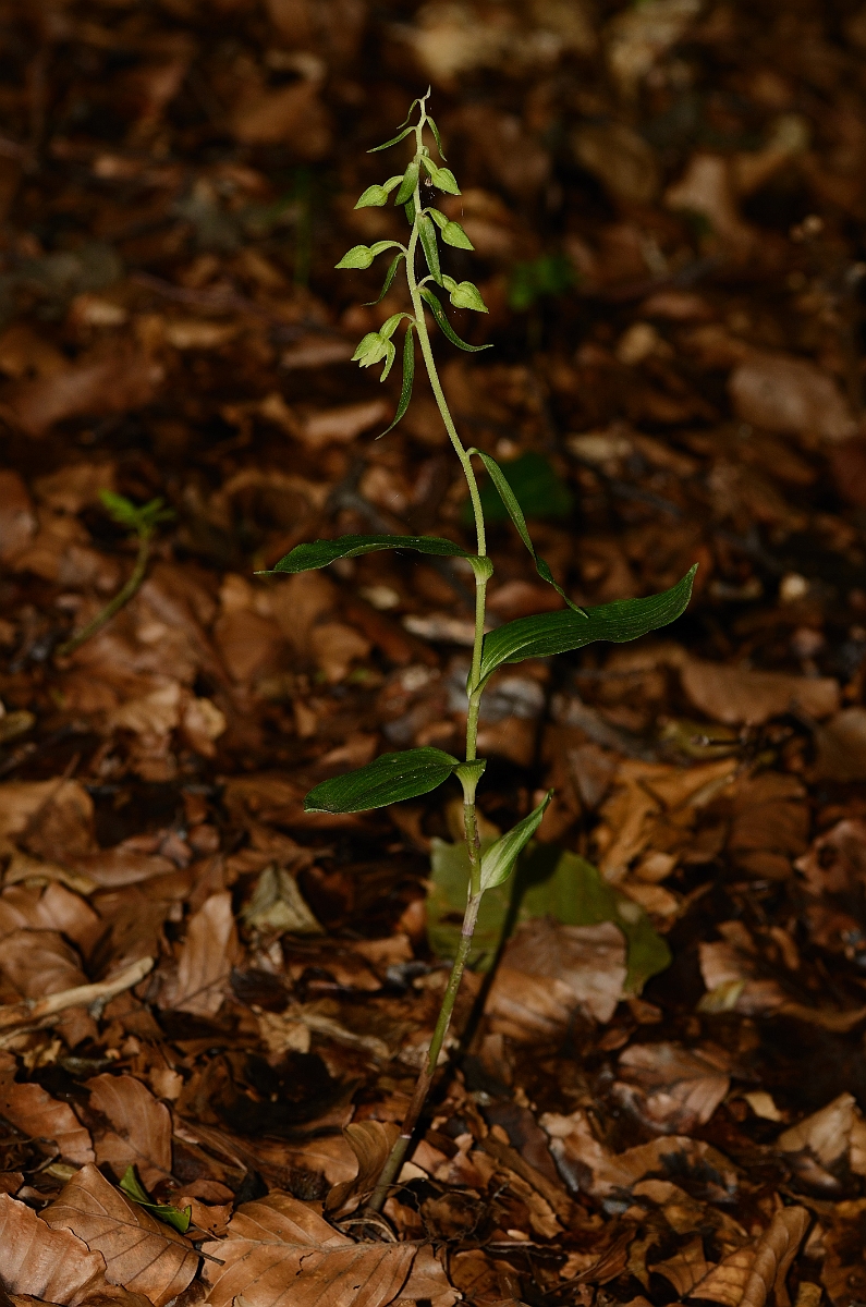 David Plant Photography - Wildlife Photography - Narrow-lipped helleborine - A.jpg - Narrow-lipped helleborine plant - Oxfordshire